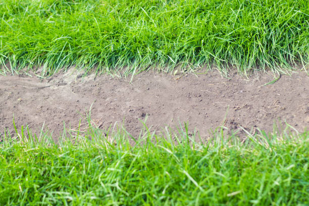 istock lush green grass on top and bottom of a white background for text. 1207079445