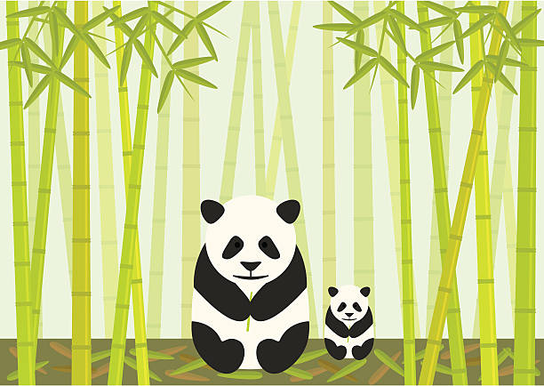 illustrazioni stock, clip art, cartoni animati e icone di tendenza di cucciolo mangia bambù e panda - giant bamboo