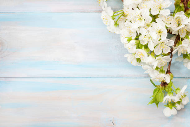 istock Old wooden background with branches of blossoming cherry and copy space for text. Flat lay. 1207079909