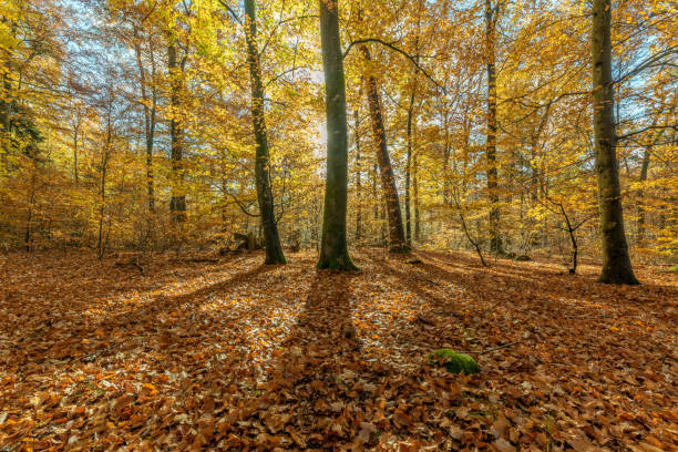 istock Forest in autumn in the morning 1207080270