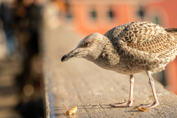 Sea gull eating grain food on a stone wall, open beak, during the day, without people