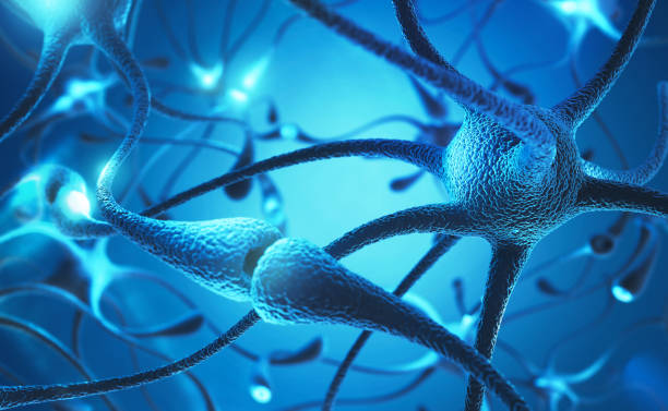 cellules neuronales. - nerve cell photos et images de collection