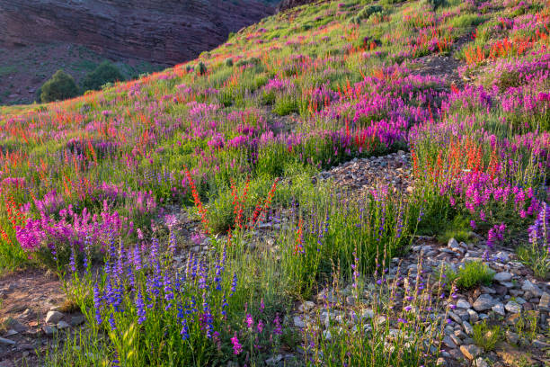 colline de fleurs sauvages - wildflower flower colorado lupine photos et images de collection