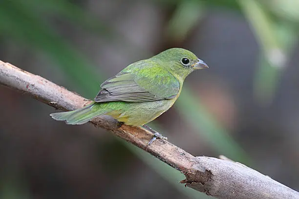 Female Painted Bunting (Passerina ciris) on a branch