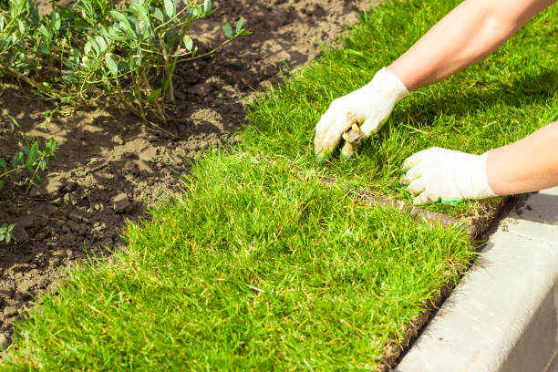 istock laying grass turf rolls for new garden lawn 1207081456