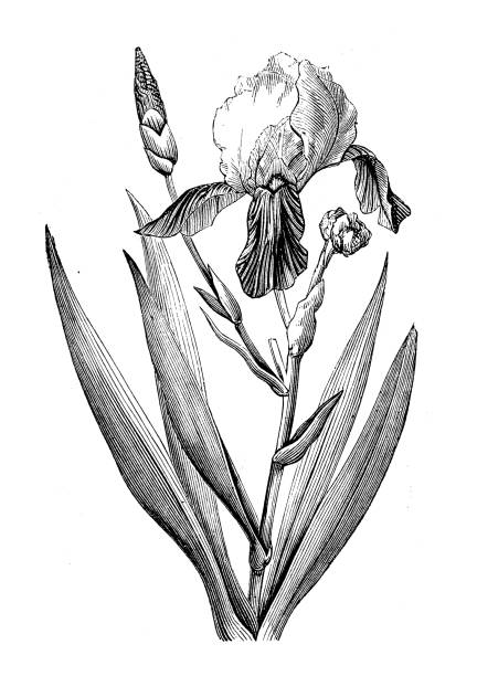 antyczne botaniki ilustracji: iris germanica, brodaty tęczówki - germanica stock illustrations
