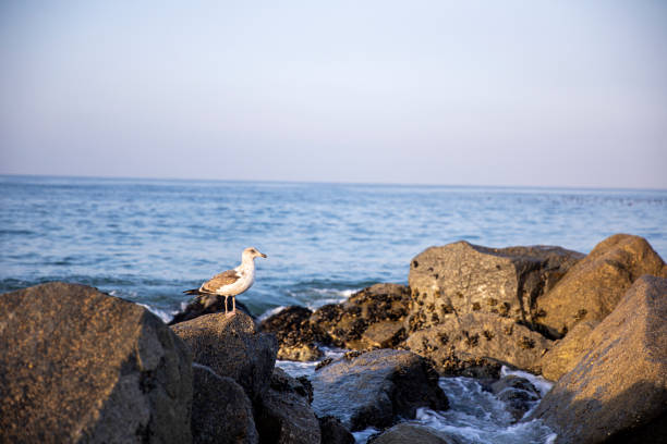 Seagull at the Pacific Ocean in Santa Monica