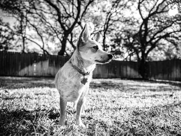 Small mixed breed dog playing in the backyard of San Antonio, Texas family home.  He is running around, enjoying nice winter's day in Southwest USA.
