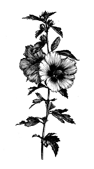 Antique botany illustration: Hibiscus syriacus, Syrian ketmia, shrub althea, rose mallow