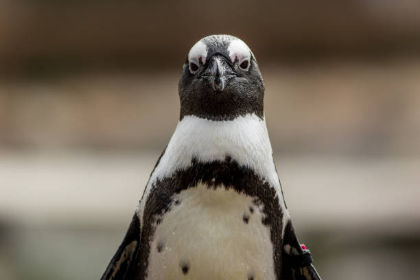 adorable penguin africano con banda - nobody beak animal head penguin fotografías e imágenes de stock