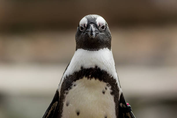 バンドと愛らしいアフリカペンギン - nobody beak animal head penguin ストックフォトと画像
