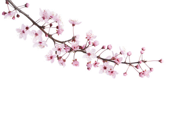 ramo di sakura isolato su sfondo bianco. - oriental cherry tree foto e immagini stock