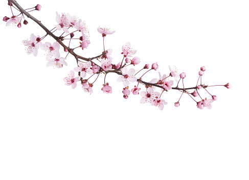 Branch of Sakura isolated on white background.