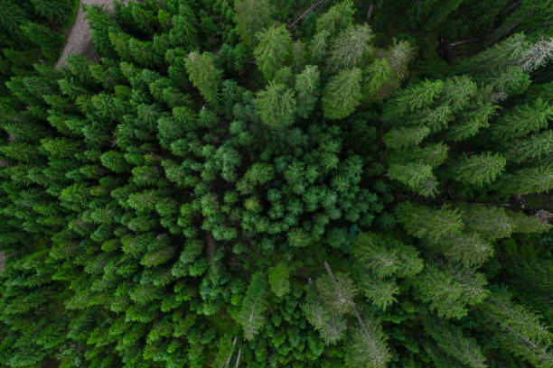 istock Aerial top view forest, Texture of forest view from above, Copter drone view, Panoramic photo over the tops of pine forest 1207085922