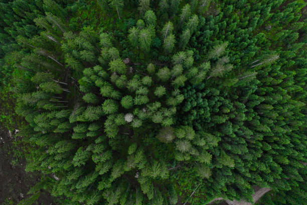 istock Aerial top view forest, Texture of forest view from above, Copter drone view, Panoramic photo over the tops of pine forest 1207085931