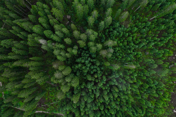 istock Aerial top view forest, Texture of forest view from above, Copter drone view, Panoramic photo over the tops of pine forest 1207085934
