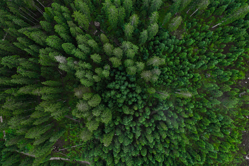 Aerial top view forest, Texture of forest view from above, Copter drone view, Panoramic photo over the tops of pine forest