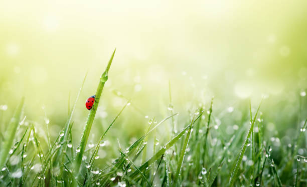 frühling natur hintergrund. grünes gras mit marienkäfer und tautröpfchen auf wiesenfeld im morgenlicht. frische und reinheit der frühlingsnatur. - ladybug nature spring drop stock-fotos und bilder