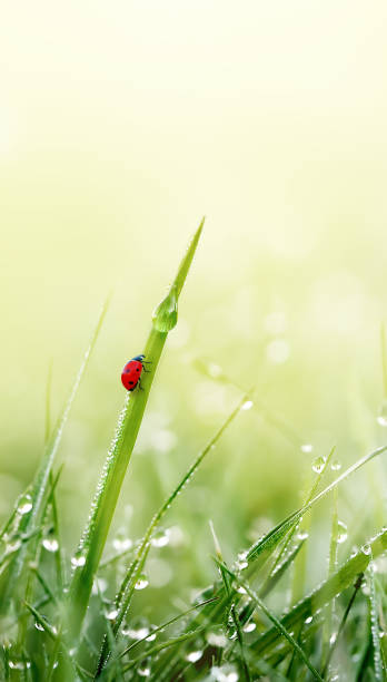 grünes gras mit marienkäfer und tautröpfchen auf wiesenfeld im morgenlicht. frühling natur vertikalen hintergrund. nahaufnahme, makro. - ladybug nature spring drop stock-fotos und bilder