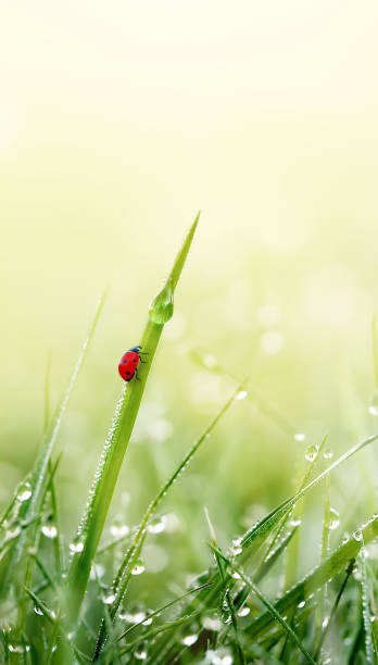 zielona trawa z biedronką i kropelkami rosy na polu łąkowym w świetle porannym. wiosna natura pionowe tło. zbliżenie, makro. - ladybug grass leaf close up zdjęcia i obrazy z banku zdjęć