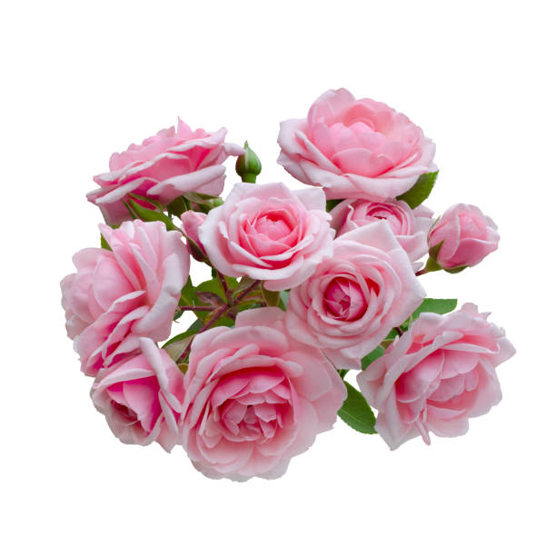 istock Pink rose flowers arrangement isolated on white background 1207086325