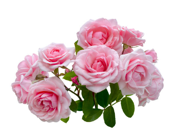 istock Pink rose flowers arrangement isolated on white background 1207087122