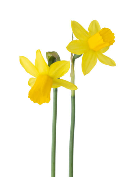 istock Two small yellow  Narcissus isolated on white background. 1207087173