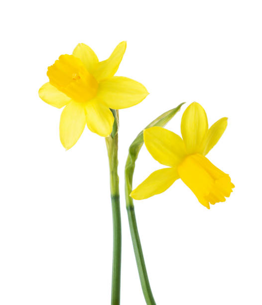 istock Two small yellow  Narcissus isolated on white background. 1207087211