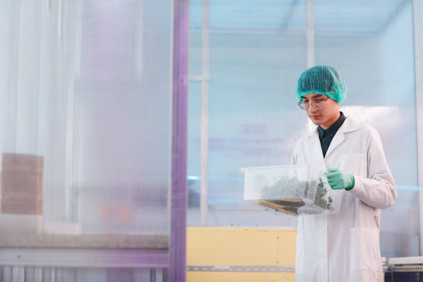 Asian scientist in white coat holding box with young plants and exploring them in the lab