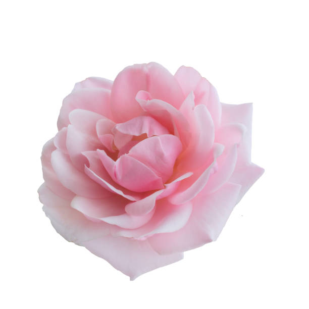 Fresh beautiful pink rose isolated on a white background