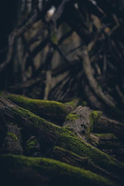 istock Old wood with green moose 1207090651