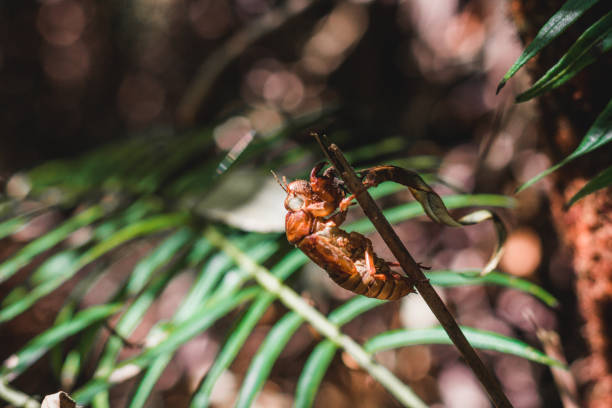 istock Cicada insect stains Perched on a branch. 1207090850