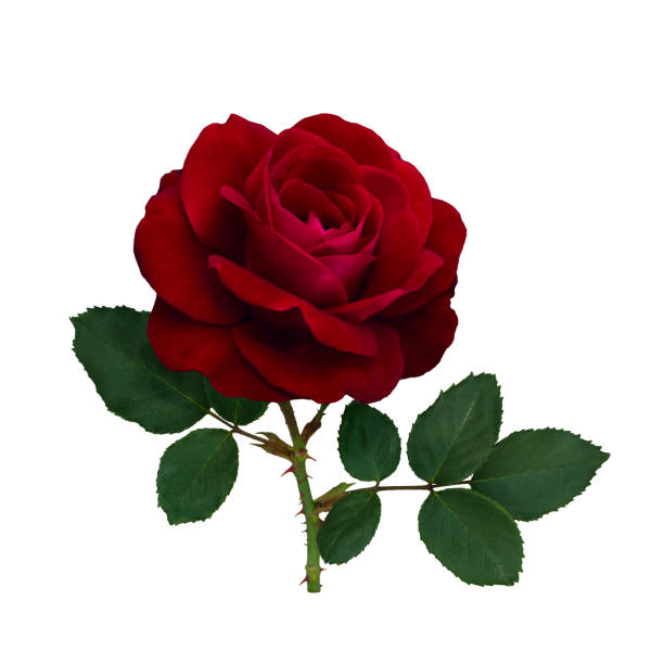 istock Dark red rose with green leaves 1207091057