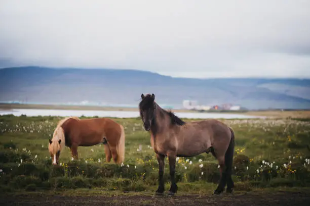 Photo of Portrait of a beautiful Icelandic horses, pair of a gorgeous animals.