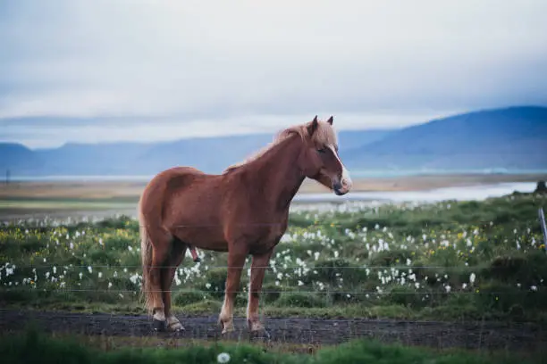 Photo of Brown Icelandic horse with big penis.