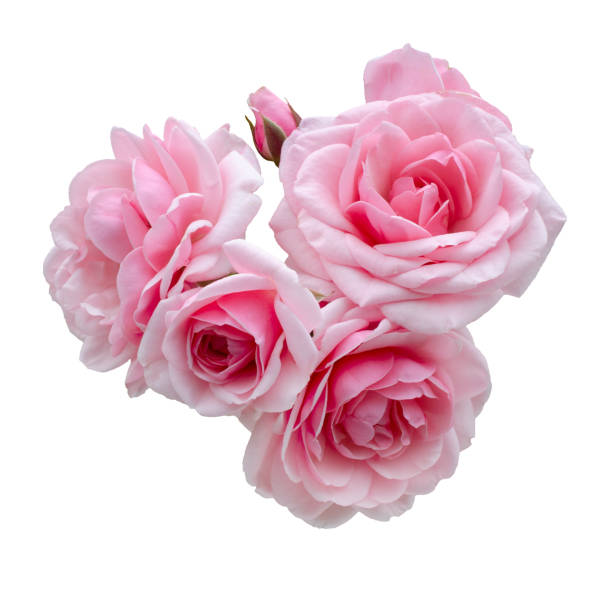 beautiful bouquet of pink roses arrangement isolated on white background