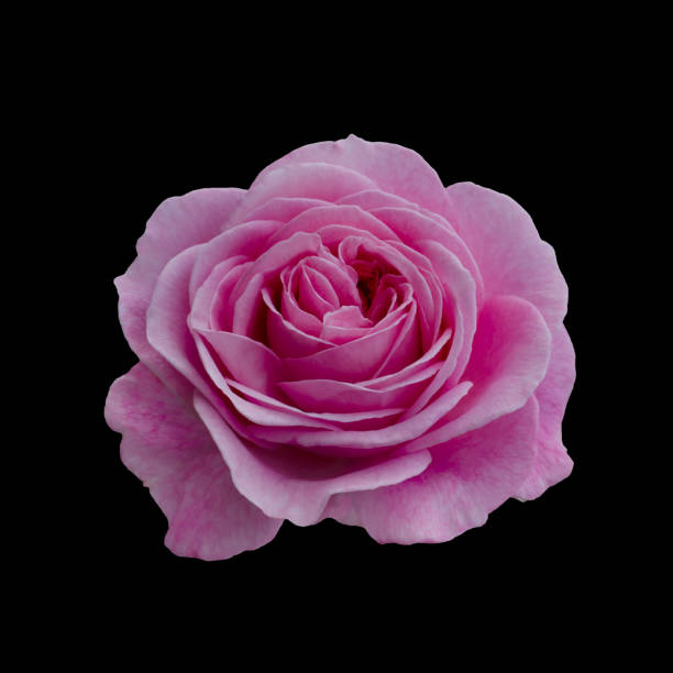 istock beautiful pink rose 1207095141