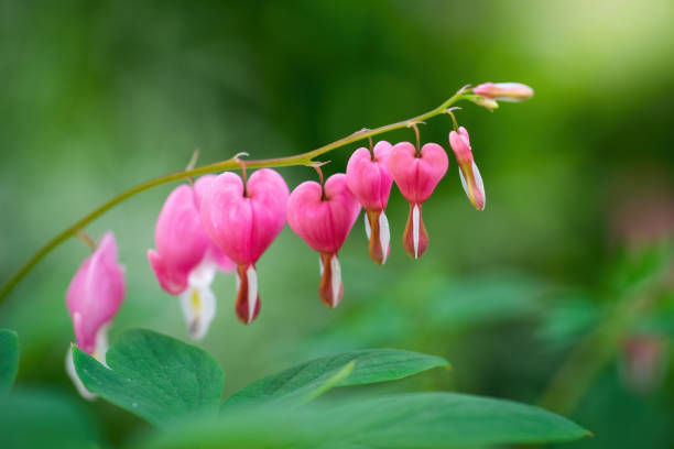 istock Blooming pink heart shaped dicentres 1207095376