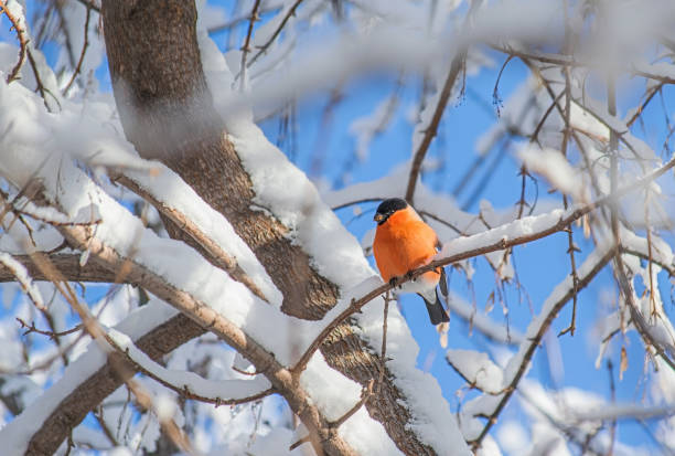 istock reddish chest bullfinch sitting on a tree branch. 1207095571