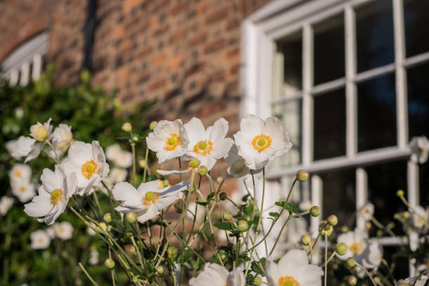 istock White Japanese Anemone flowers against sash window and wall 1207095995