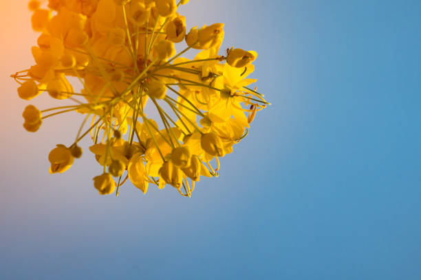 Golden Shower flower Tree