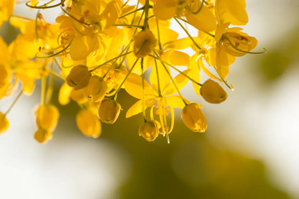 Golden Shower flower Tree