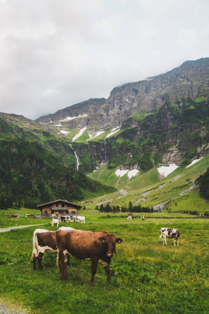 Wonderful Alpine Highlands with cows. Traditional austrian alpine hut.