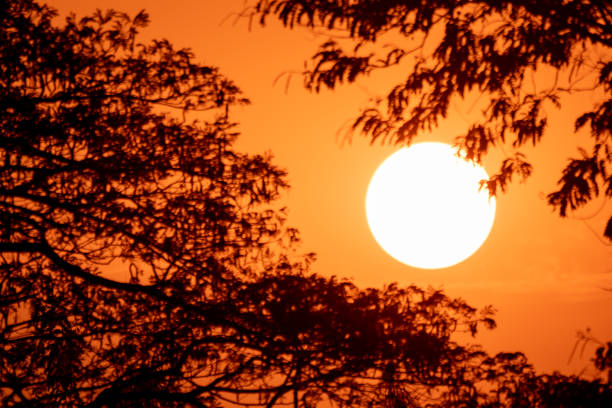 Red sunset and dark tree and cloud on golden sky background