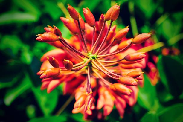 istock Abstract branch of exotic red flower 1207097000