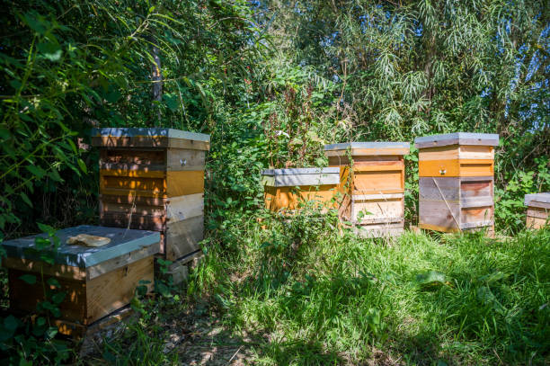istock Five beehives in overgrown location 1207097221