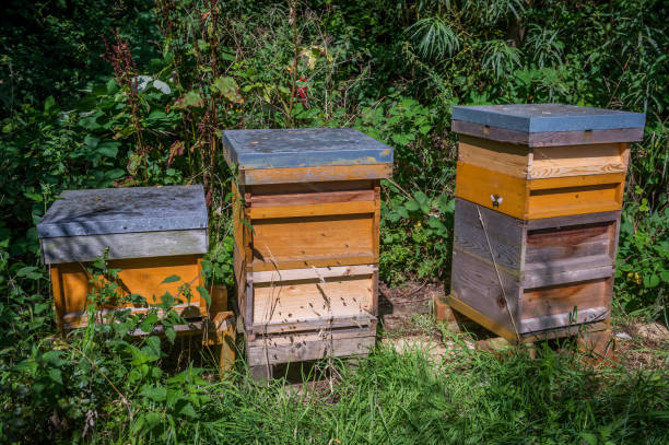 istock Three beehives in amongst tall grass and shrubs 1207097312
