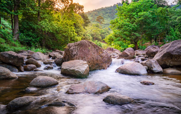 istock River stone and green tree, Stone river green tree leaf in forest 1207097434