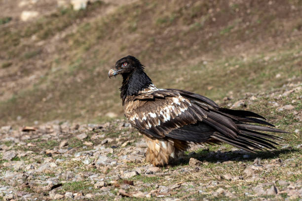 istock Lammergeier (Gypaetus barbatus) in Spain 1207097728