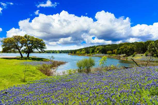 Texas Bluebonnets Beautiful bluebonnets along a lake in the Texas Hill Country. lupine flower photos stock pictures, royalty-free photos & images
